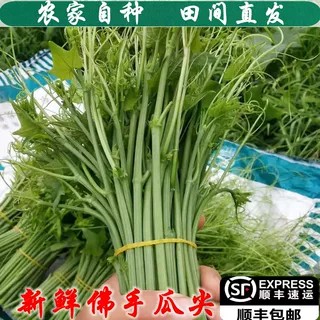 贵州农家自种新鲜佛手瓜尖龙须菜现摘现发时令蔬菜