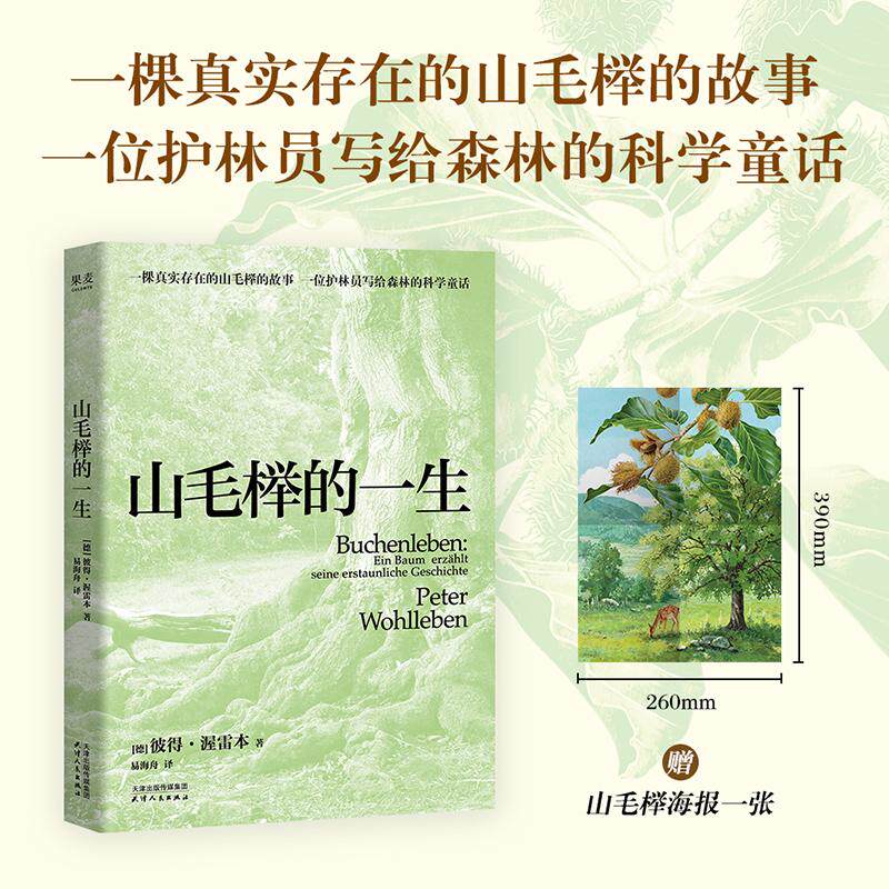 【可开票全新正版】山毛榉的一生 当当自营图书97872012211512026-06-01彼得渥雷本果麦文化 出品天津人民出版社