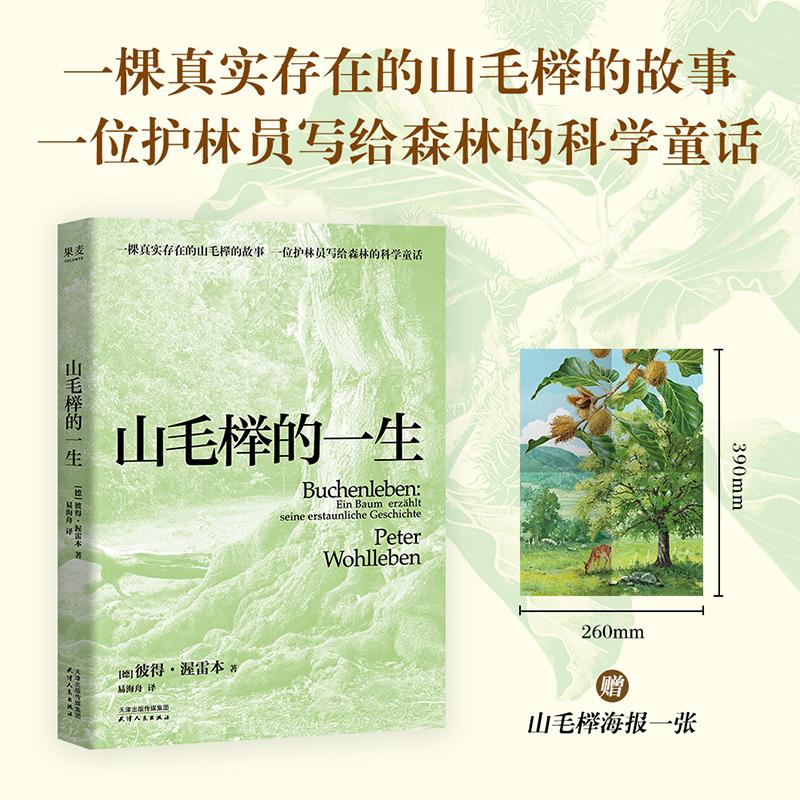 【可开票全新正版】山毛榉的一生 当当自营图书97872012211512026-06-01彼得渥雷本果麦文化 出品天津人民出版社