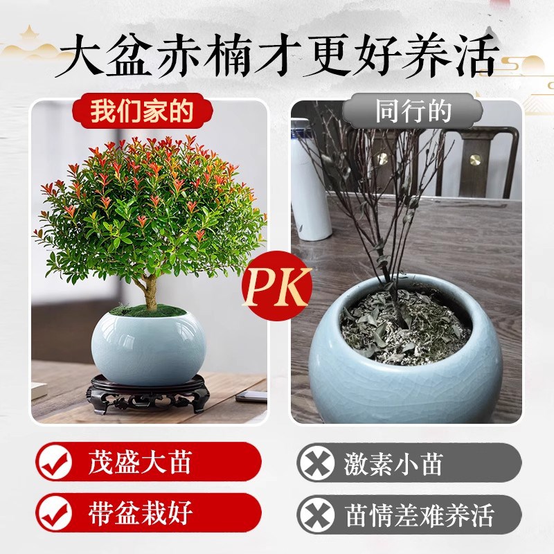 小叶赤楠老桩盆栽客厅桌面盆栽植物阳台四季好养室内植物绿植盆栽