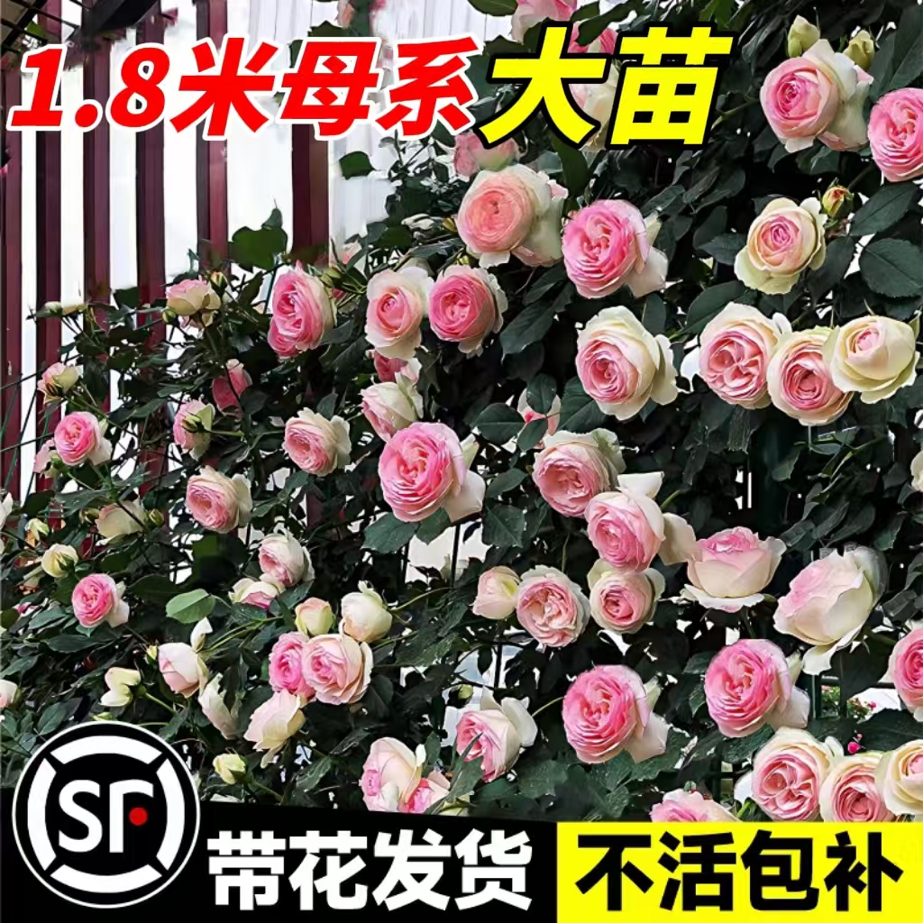 蔷薇花苗藤本月季特大花苗庭院藤曼植物四季开花玫瑰爬藤植物爬墙
