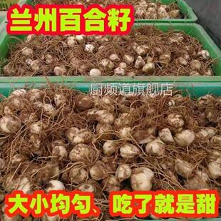 【甘肃特产】兰州食用甜百合种子种球母仔赏花室内外田野可种