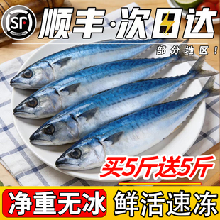 新鲜鲐鲅鱼深海海鱼特大青占鱼整条青花鱼青鱼非鲅鱼鲭鱼海鲜水产