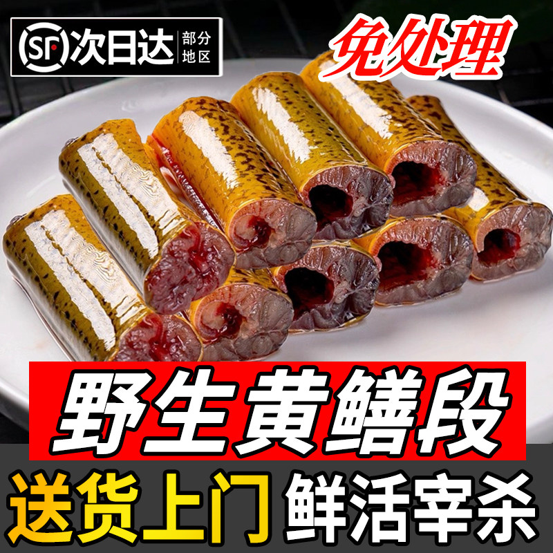 新鲜黄鳝段鲜活鳝鱼段片现杀去头去内脏野土生黄鳝商用批发顺丰