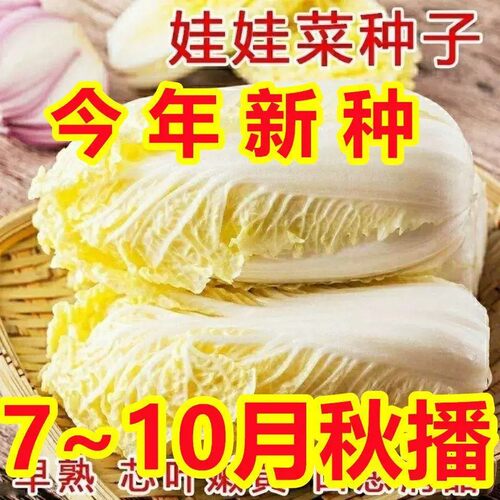 新种上市四季黄金娃娃菜种子