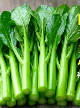 四季甜菜心种子抗热耐湿