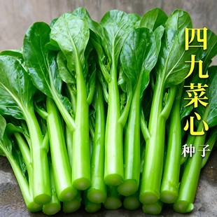 四季甜菜心种子抗热耐湿青菜春秋四季播农家四九菜心阳台快菜种籽