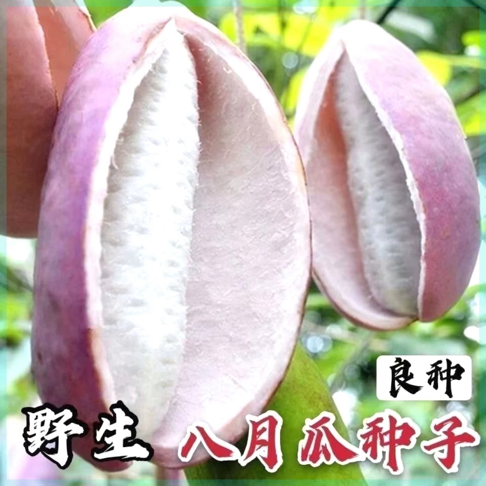 正宗八月瓜种子籽少肉多水果南北方种植果树庭院爬藤甜瓜当年结果