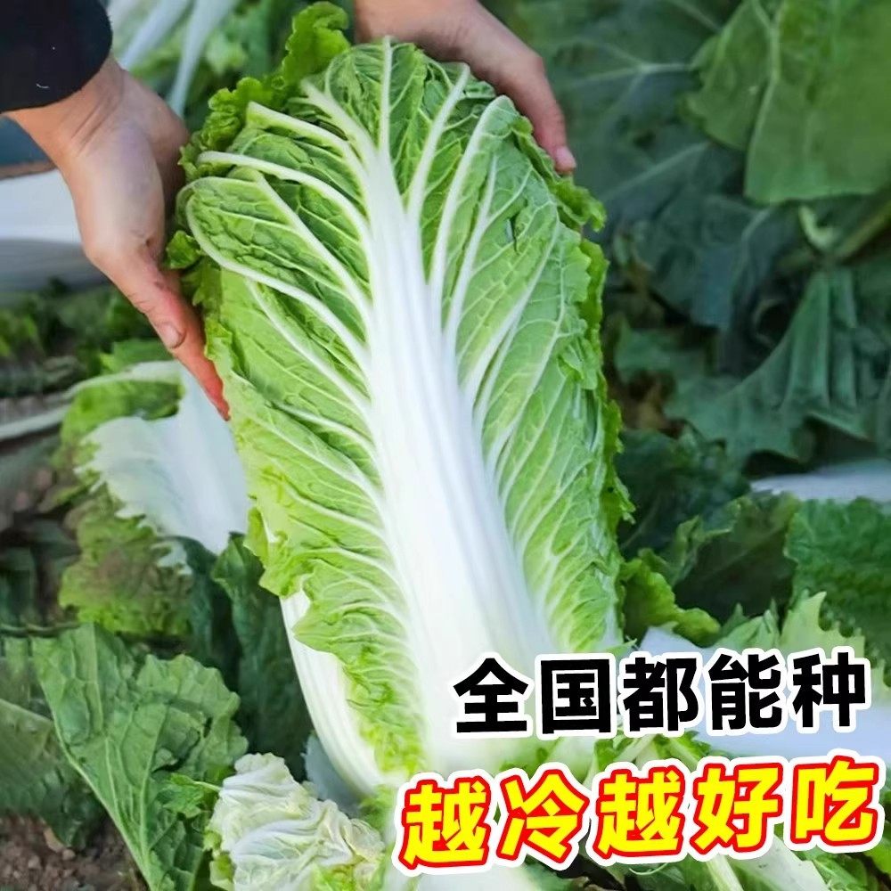冬储大白菜种子山东秋抗大白菜种籽包心白菜种子抗病高产多叶白菜,农用物资,蔬菜种子/种苗,淘宝优惠券,粉丝福利购,淘宝优惠卷