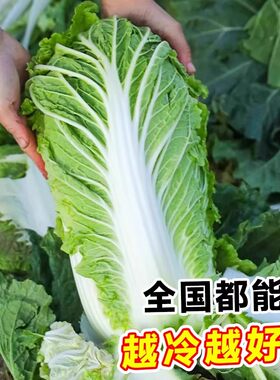 冬储大白菜种子抗病高产
