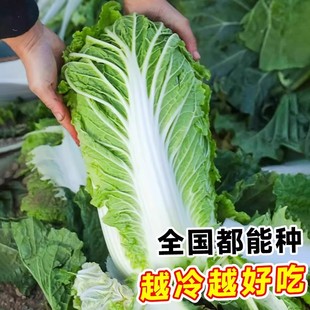 冬储大白菜种子山东秋抗大白菜种籽包心白菜种子抗病高产多叶白菜