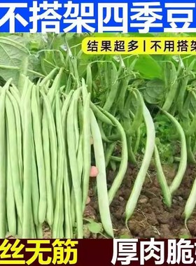 无架四季豆种子地豆芸豆豇豆种不搭架无筋春季阳台菜豆蔬菜种子