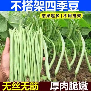 无架四季豆种子地豆芸豆豇豆种不搭架无筋春季阳台菜豆蔬菜种子