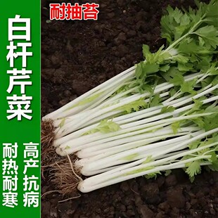 四季白玉芹菜种子耐热抗寒速生耐抽苔南方芹菜种籽脆嫩白芹籽种植