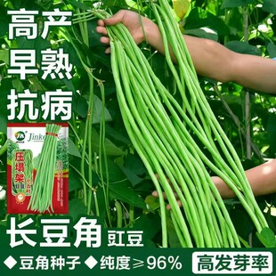 长豆角种子压塌架小五叶特长豇豆种籽庭院田园爬藤一点红蔬菜种