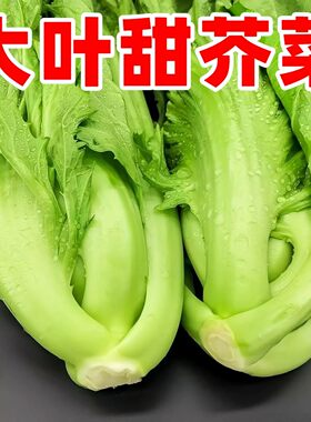 大叶甜芥菜种子四季耐热阳台盆栽