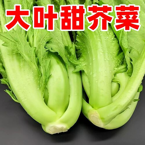 大叶甜芥菜种子四季耐热阳台盆栽