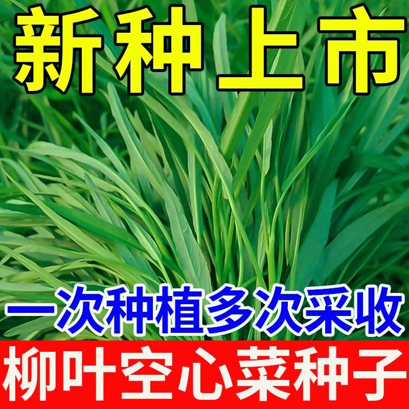 空心菜种子小叶柳叶空心菜籽四季播阳台盆栽庭院大田水培蔬菜种子,农用物资,蔬菜种子/种苗,淘宝优惠券,粉丝福利购,淘宝优惠卷