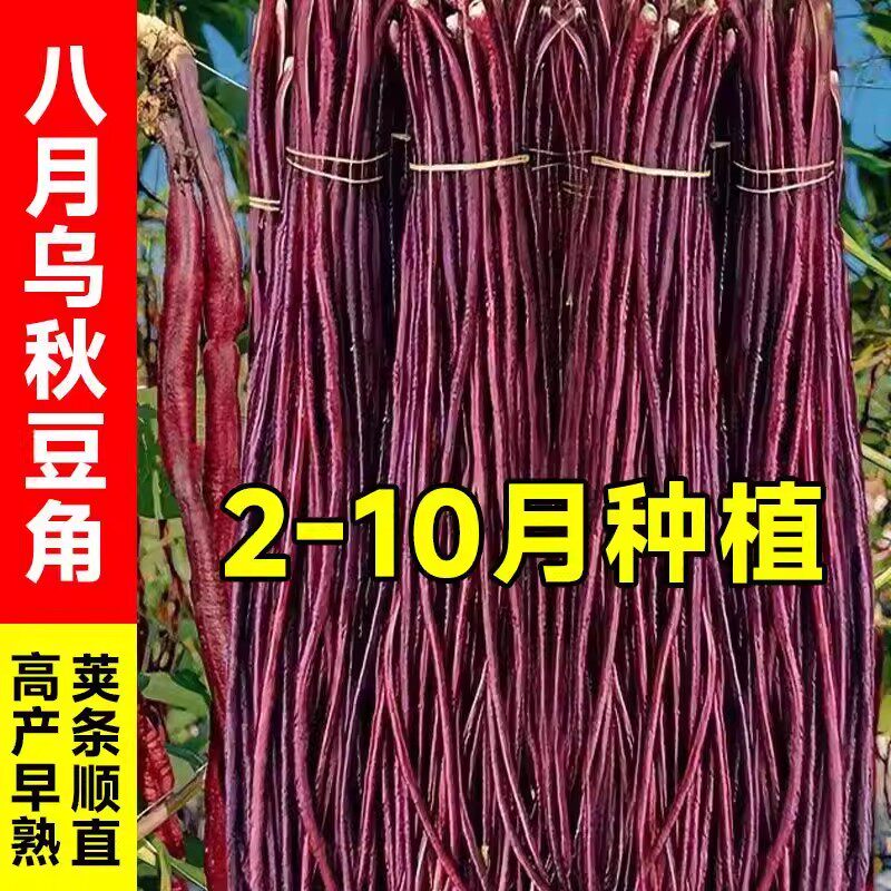 高产乌秋豆角种子八月紫红豇豆角十月红农家老品种蔬菜籽春夏秋图片