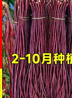 八月乌秋紫红豇豆种子高产