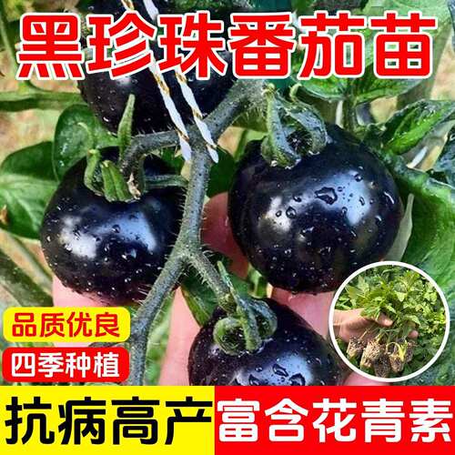 四季黑珍珠番茄苗秧苗樱桃小西红柿幼苗紫圣女果苗种子籽盆栽菜苗