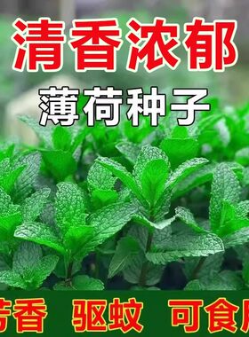 可食用驱蚊猫薄荷种子四季播