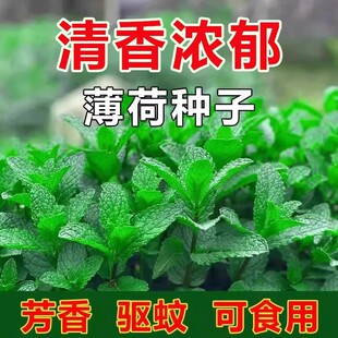 薄荷种籽子可食用四季播种香水留兰香猫薄荷种子驱蚊室内阳台盆栽
