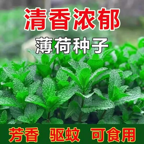 可食用驱蚊猫薄荷种子四季播