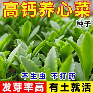 四季高钙养心菜种子阳台盆栽小院菜园地播种植农家蔬菜种子