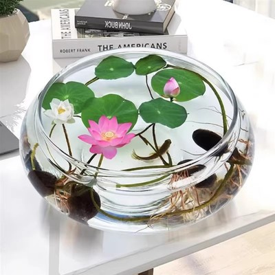 水培碗莲种子无土盆栽种子盆栽水养生水莲花四季开花花卉种子睡莲