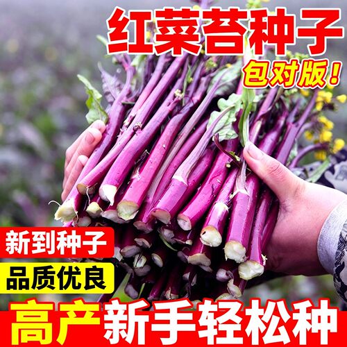 正宗红菜苔红菜心种子耐寒抗冻
