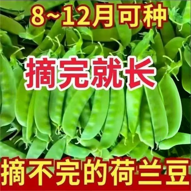 荷兰豆种子秋冬播高产耐寒盆栽图片
