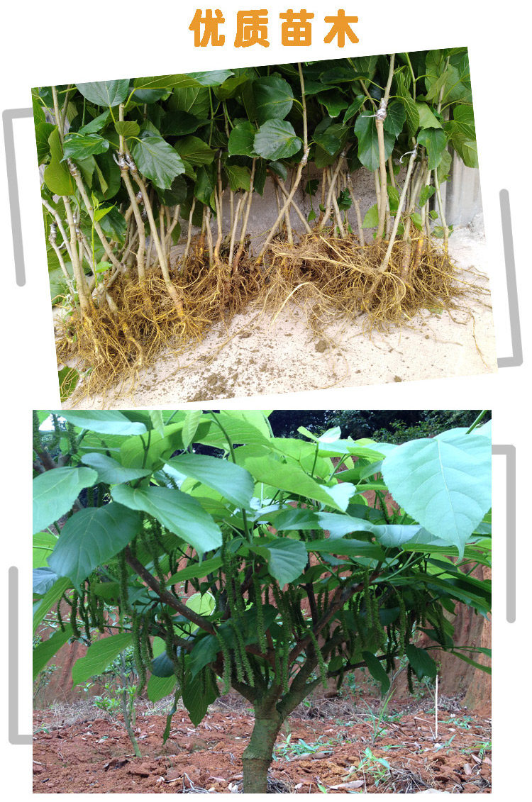 长沙直发新鲜蚕宝宝饲料二年生以上桑叶树苗叶大农家自种蚕桑一棵