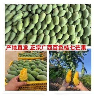 广西百色田东桂七芒果新鲜10斤大果礼盒装当季新鲜水果整箱特产