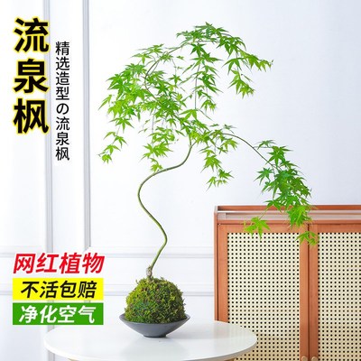 苔藓球流泉枫盆栽造型绿植室内大型绿植阳台好养活盆景四季植物