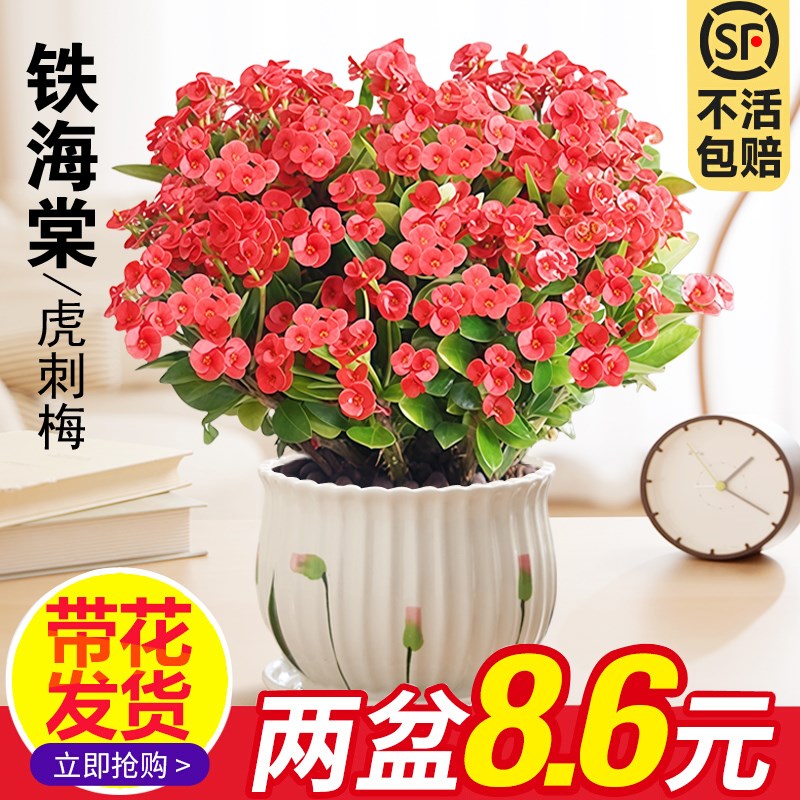 铁海棠盆栽花卉室内盆景绿植四季开花虎刺梅办公阳台花卉开花植物