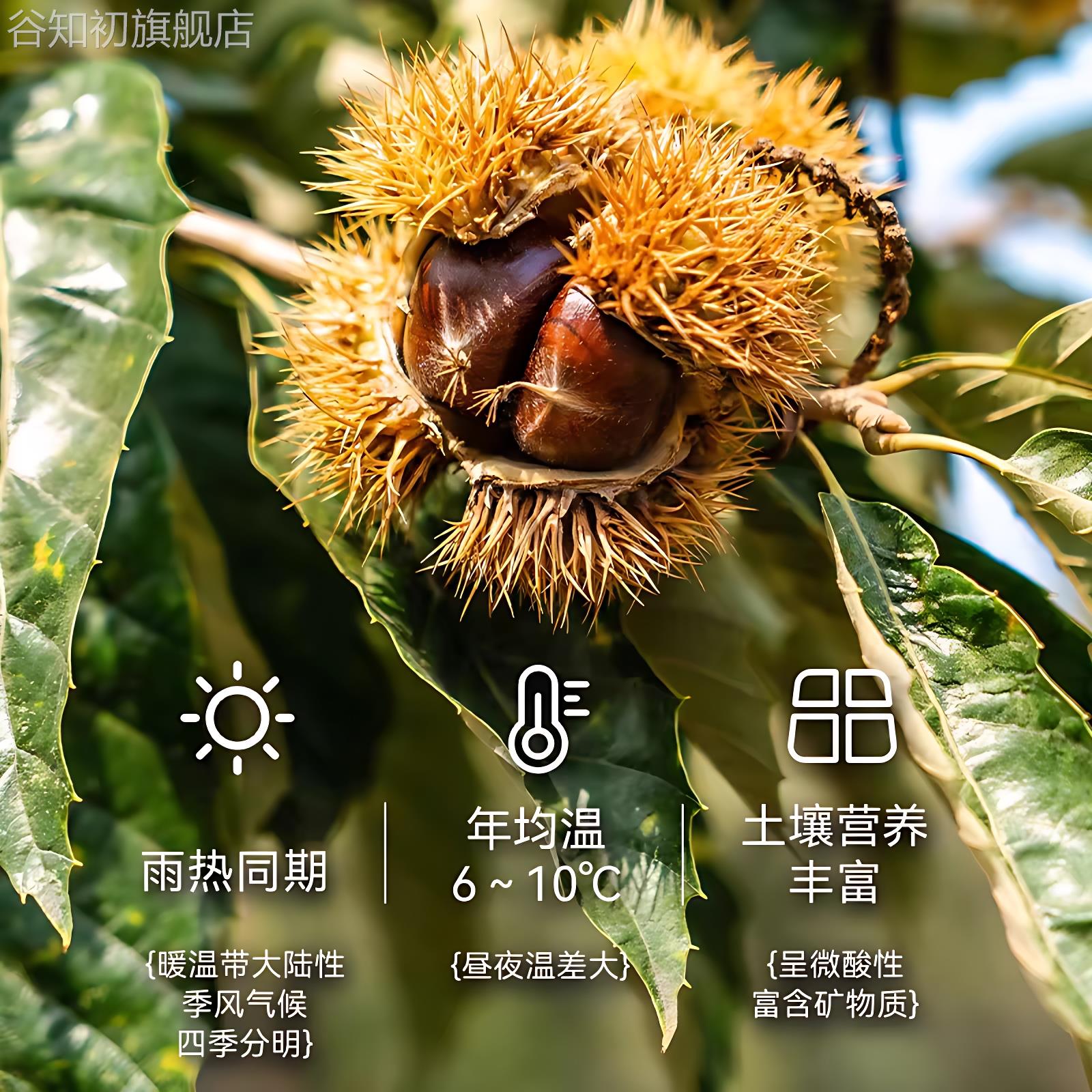 沂蒙特产即食板栗 旗舰店开袋即食油栗仁干果解馋健康休闲零食图片