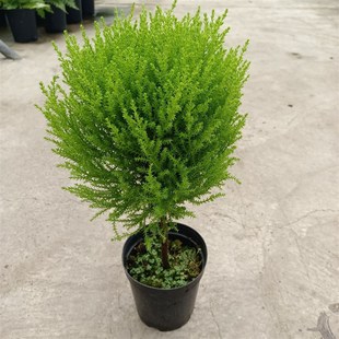 香松盆栽盆景绿植花卉洒金柏树苗阳台花园造景圣诞树四季长青包邮