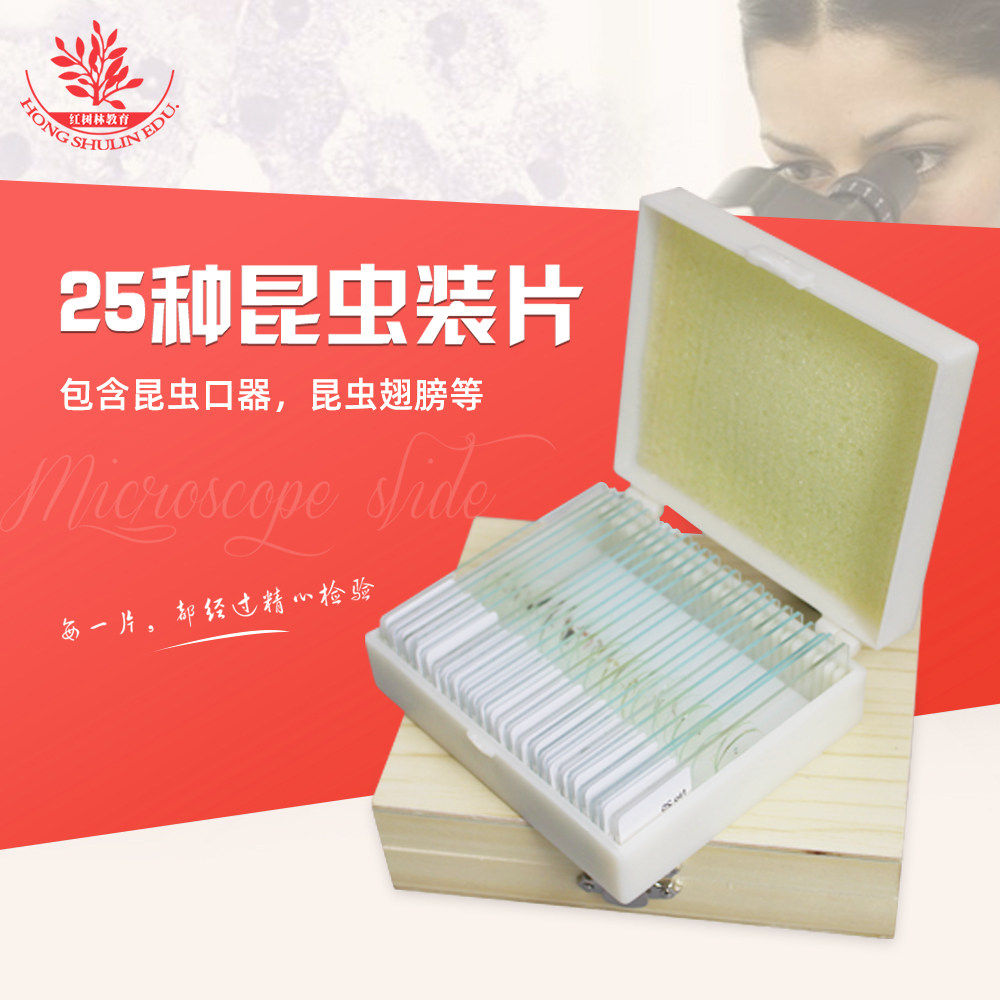 25种昆虫标本装片昆虫触角昆虫口器生物显微镜标本切片清晰易观察
