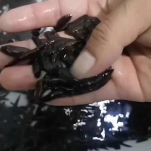 蚂蟥活蚂蝗活水蛭人工饲养钓鱼活饵鱼饵钓鱼蚂蟥饵江团黄辣丁