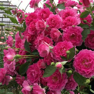 天方夜谭月季花苗大花浓香玫瑰开花紫色四季盆栽灌木花卉植物欧月