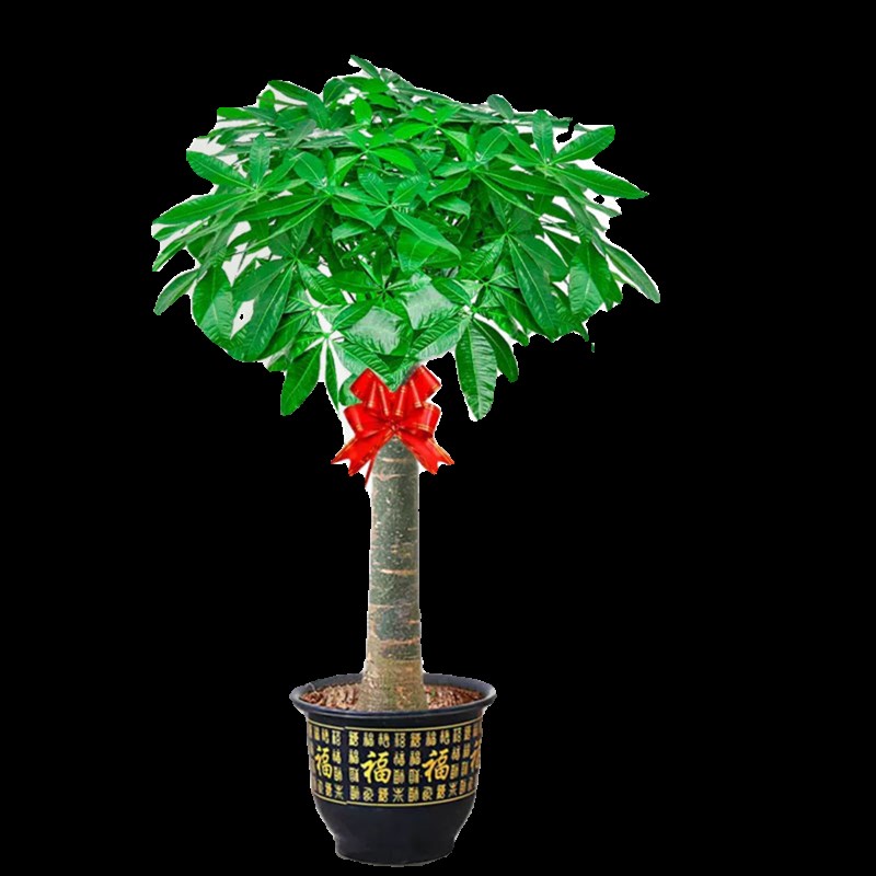 发财树客厅盆栽大型室内植物开业乔迁新居送礼办公室发财树大绿植
