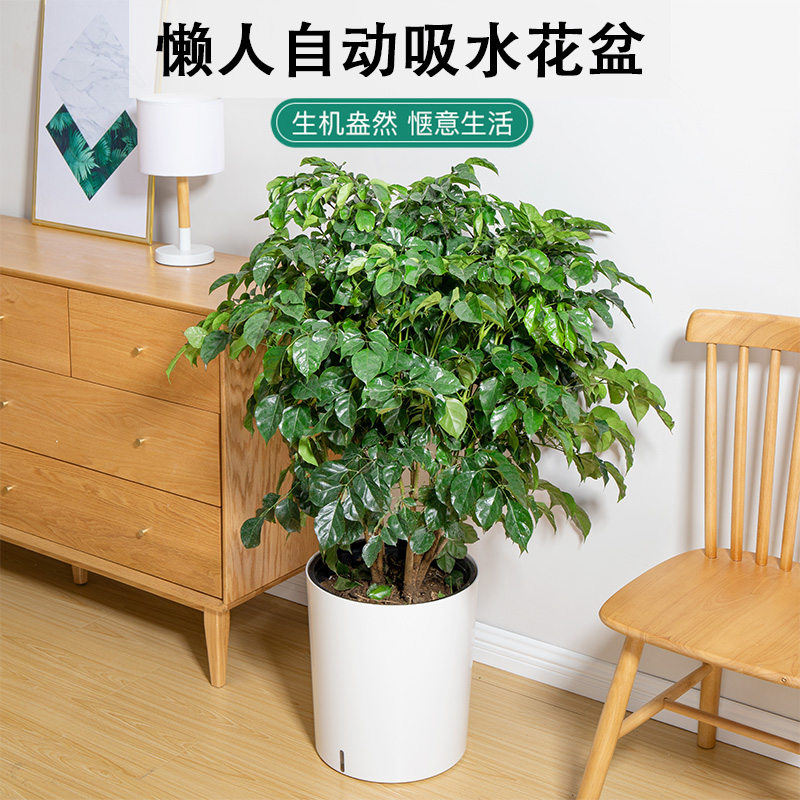 北欧风可储水圆形室外客厅塑料盆自动浇灌吸水懒人塑W料花盆绿萝