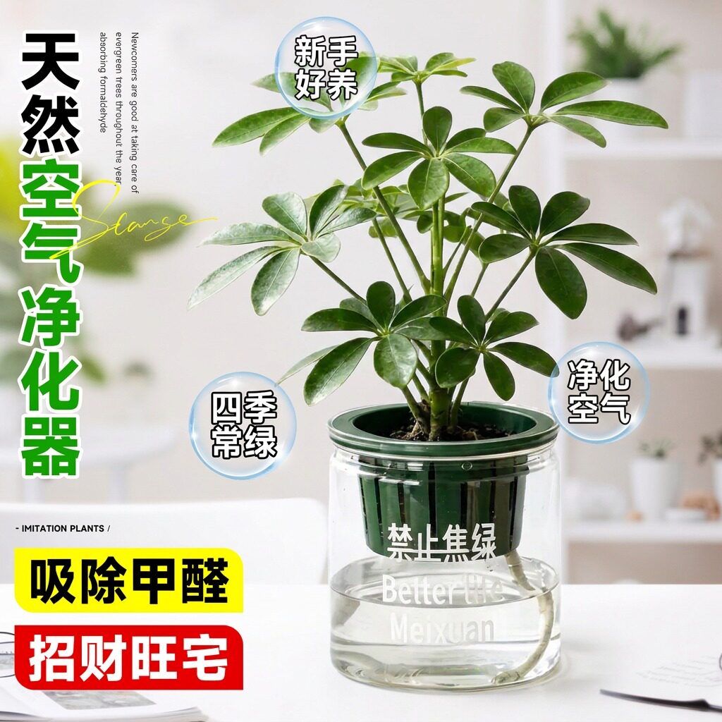 绿植室内盆栽四季好养办公室花卉