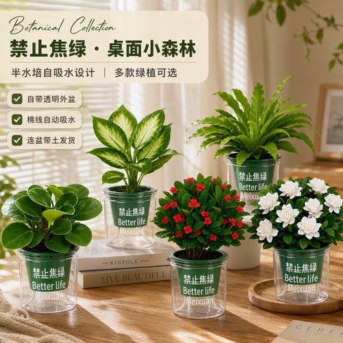 禁止焦绿系列桌面小绿植