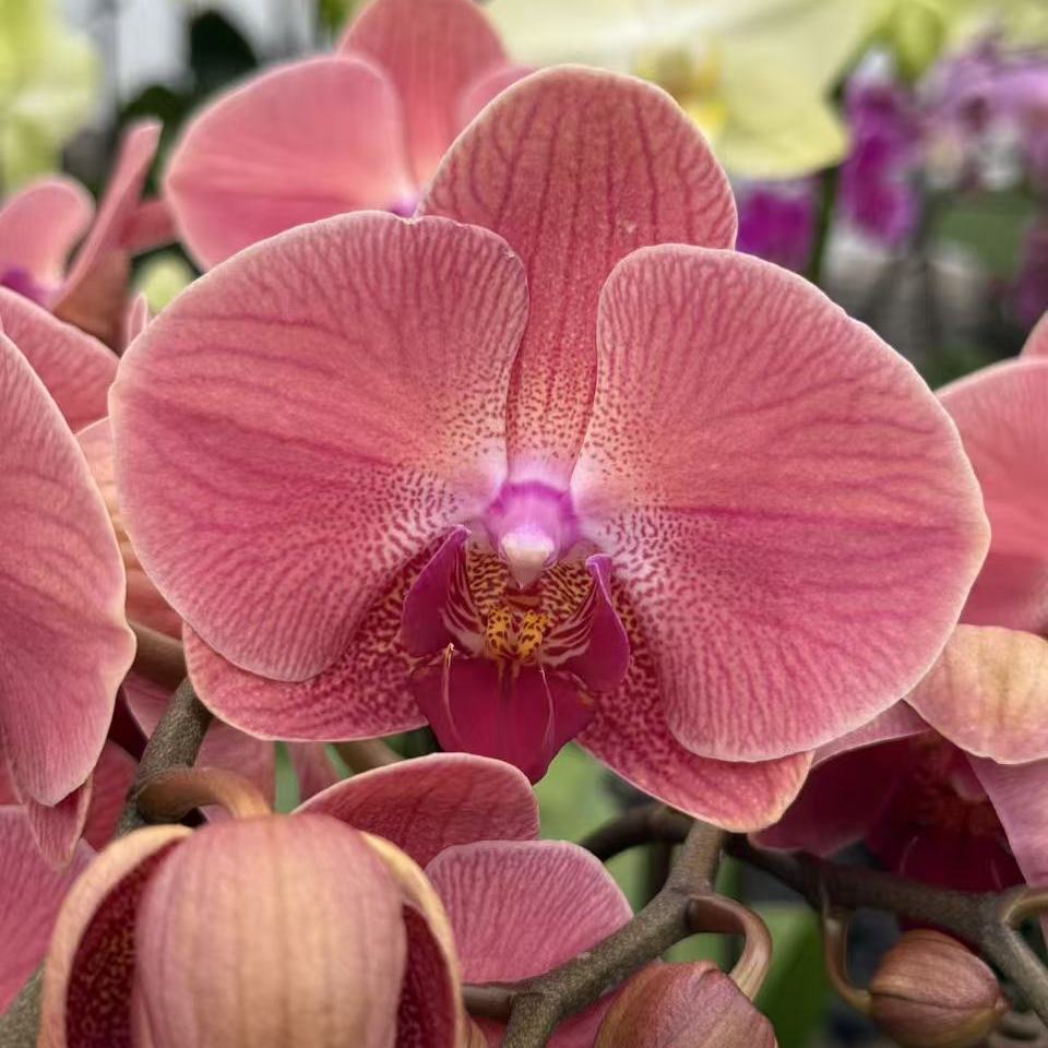 【聚宝橘子】蝴蝶兰橘红色办公桌阳台绿植全年开花盆栽花卉兰花