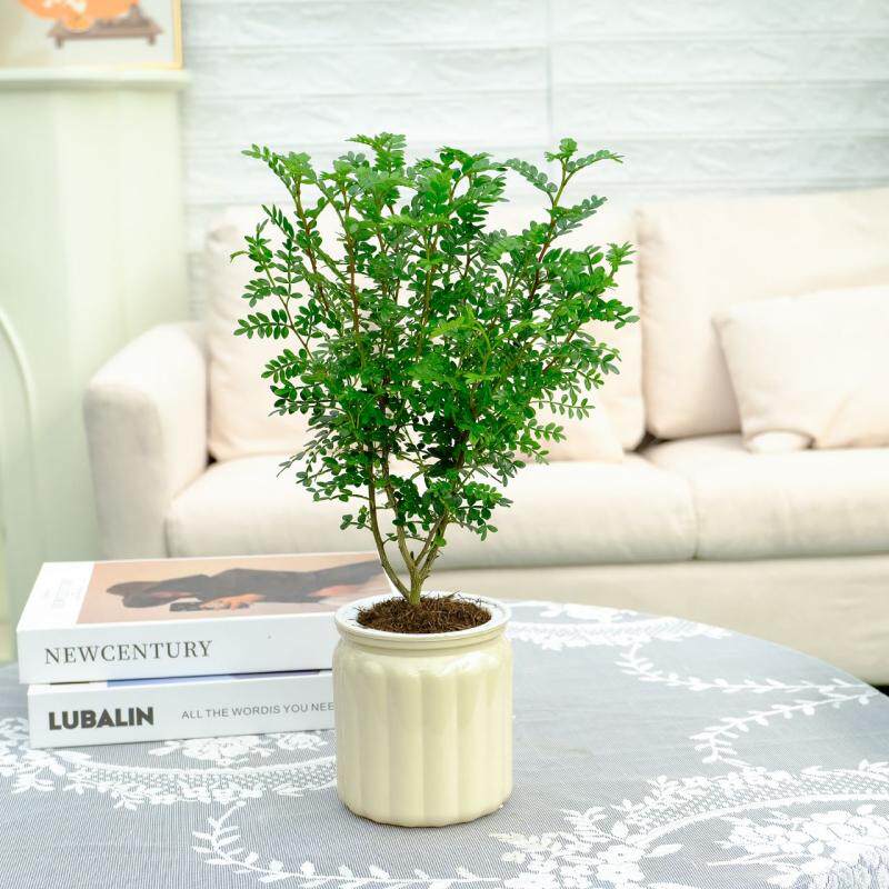 水培绿植盆栽安祖花盆栽红掌办公室室内创意植物桌面客厅四季好养