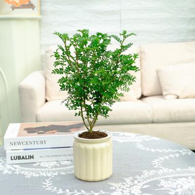 水培绿植盆栽安祖花盆栽红掌办公室室内创意植物桌面客厅四季好养