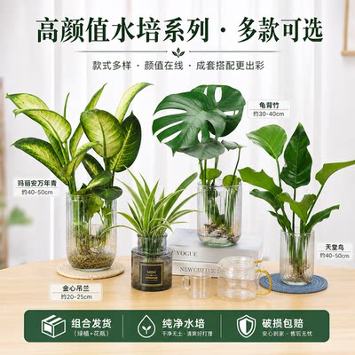 【热卖10w+】精品桌面水培系列