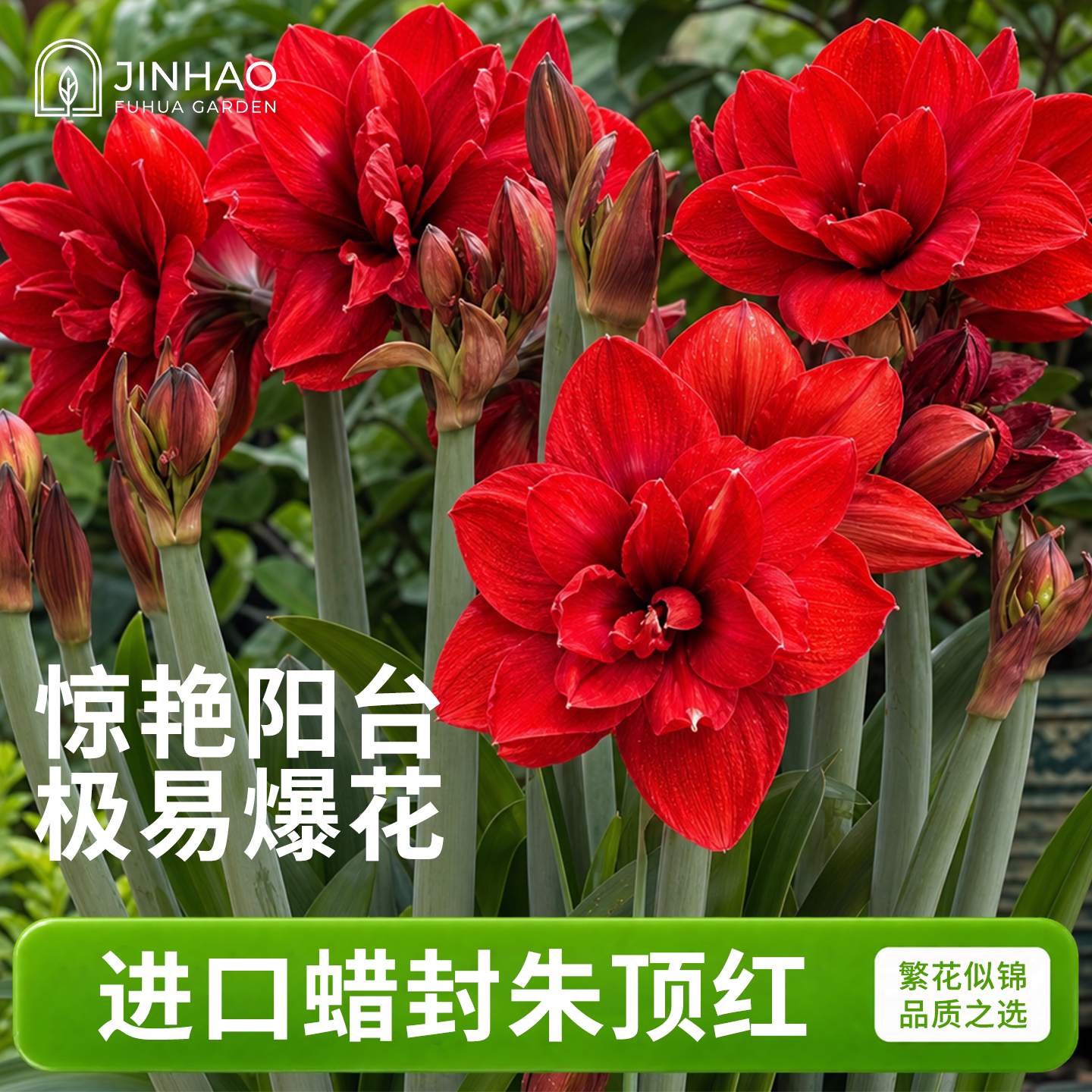 朱顶红种球蜡球礼盒送长辈进口重瓣大球阿弗雷客厅摆件阳台好养活